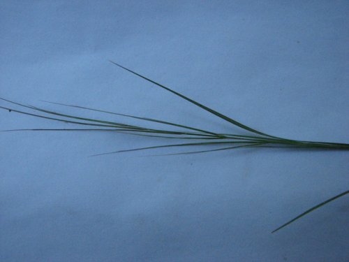 Purple Threeawn (Aristida purpurea)