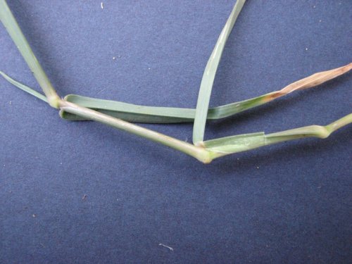 Field Sandbur (Cenchrus longispinus)