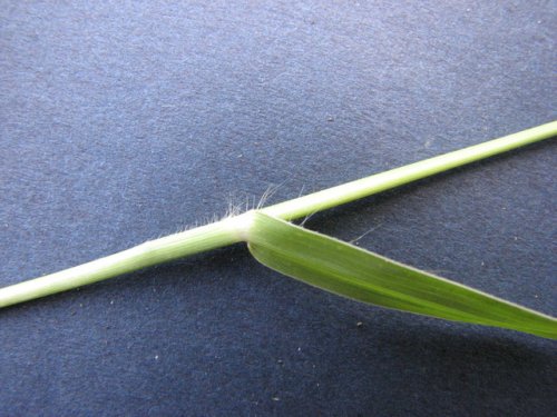 Caucasian Bluestem (Bothriochloa bladhii)