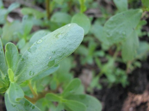 Common Purslane (Portulaca oleracea)