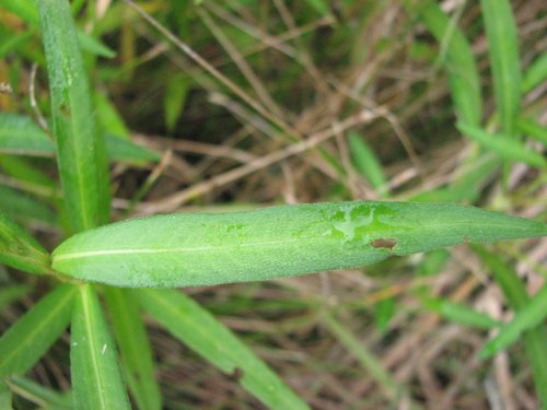 Mild Water Pepper Smartweed (Polygonum hydropiperoides)