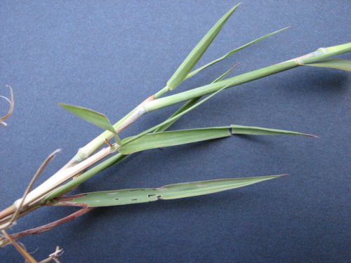 Silver Bluestem (Bothriochloa laguroides)