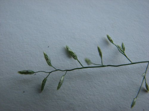 Stinkgrass (Eragrostis cilianensis)