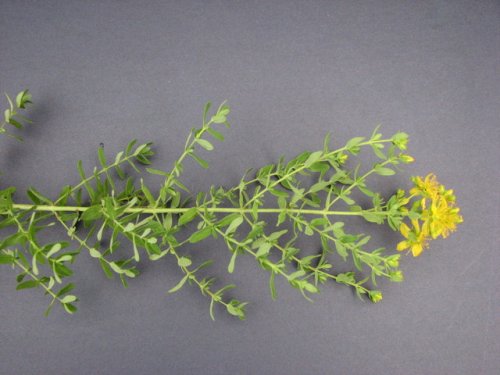 Common St Johnswort (Hypericum perforatum)