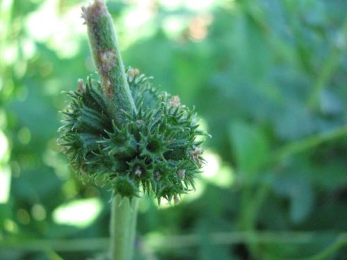 Horehound (Marrubium vulgare)