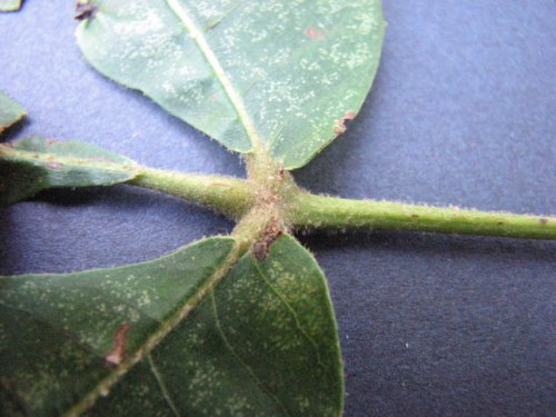 Mockernut Hickory (Carya tomentosa)