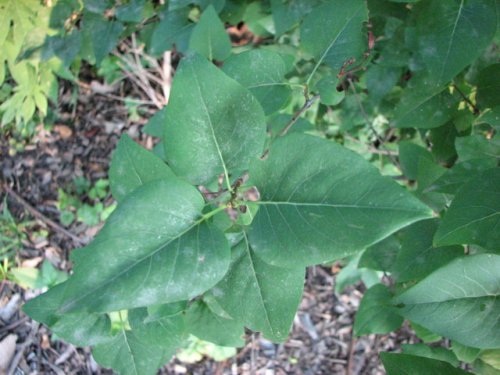 Common Lilac (Syringa vulgaris)