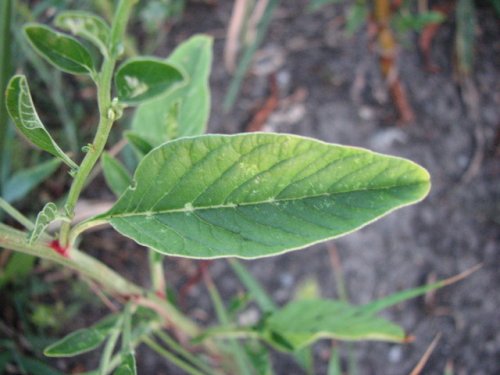 Tall Water Hemp (Amaranthus tuberculatus)