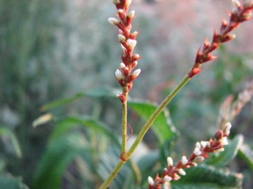 Pale Smartweed (Persicaria lapathifolia)