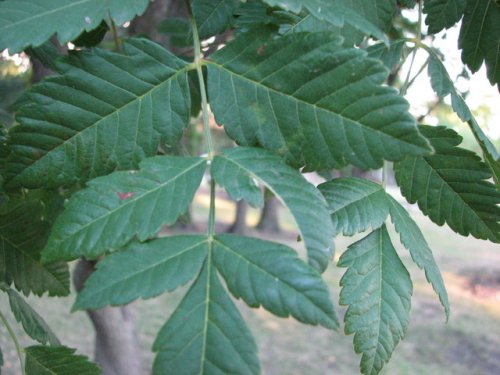 Golden Rain Tree (Koelreuteria paniculata)