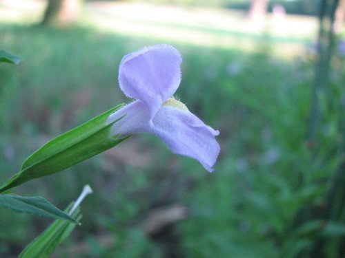 Winged Monkeyflower (Mimulus alatus)