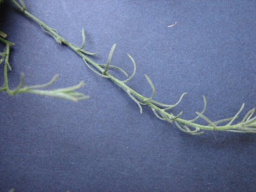 Spreading Horseweed (Conyza ramosissima)