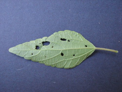 Virginia Copperleaf (Acalypha rhomboidea)