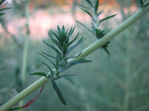 Broom Kochia (Kochia Scoparia)