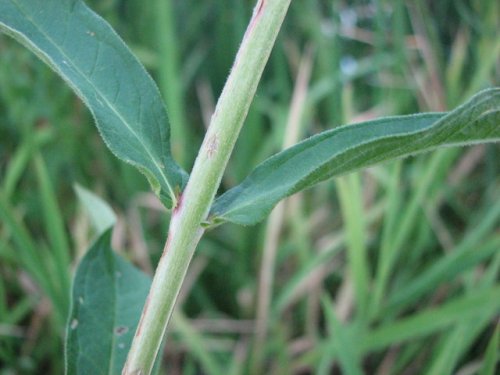 PurpleLoosestrife (Lythrum salicaria)