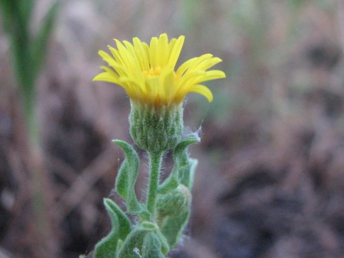 Camphorweed (Heterotheca subaxillaris)