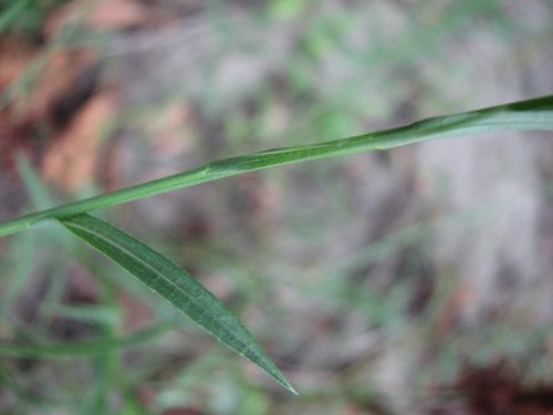 Southern Salt Marsh Aster (Aster divaricatus)