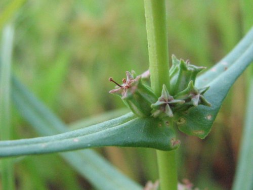 Stout Toothcup (Ammannia robusta)