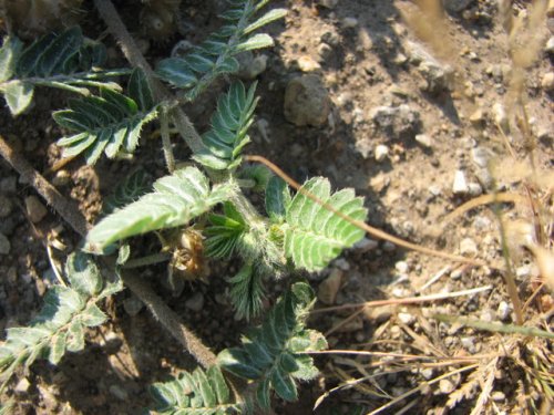 Spreading Puncture Vine (Tribulus terrestris)