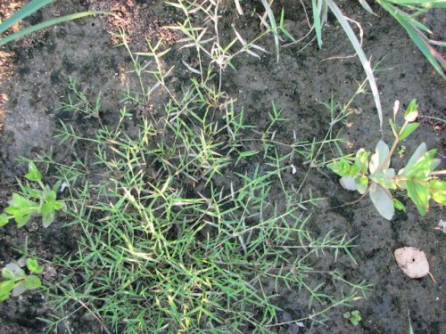 Creeping Love Grass (Neeragrostis reptans)