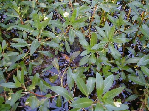 Water Primrose (Ludwigia peploides)