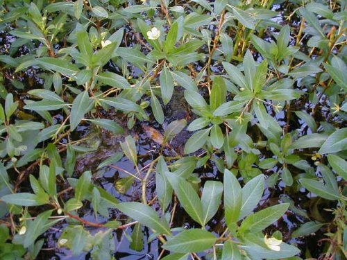 Water Primrose (Ludwigia peploides)