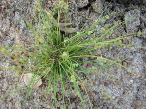 Small Flower Dwarf Bulrush (Lipocarpha micrantha)