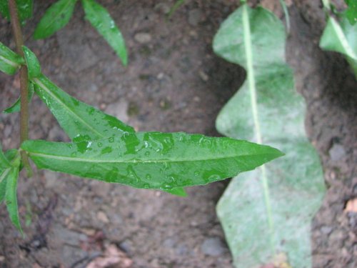 False Daisy (Eclipta prostrata)