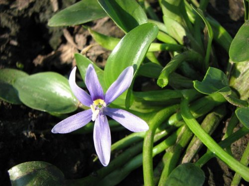 Blue Mud Plantain (Heteranthera limosa)