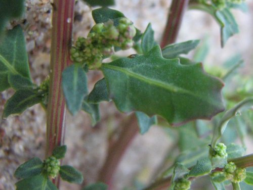 Oak Leaf Goosefoot (Chenopodium glaucum)