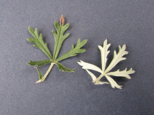 Silver Cinquefoil (Potentilla argentea)