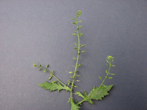 Bog Yellowcress (Rorippa palustris)