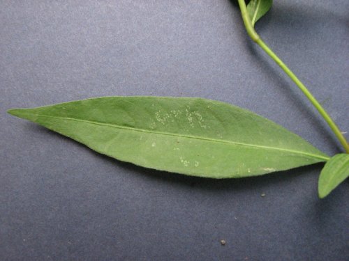 Dotted Smartweed (Persicaria punctata)