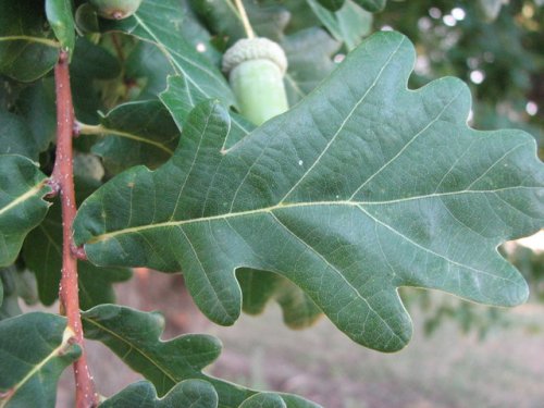 English Oak (Quercus robur)