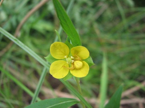 Seedbox (Ludwigia alternifolia)