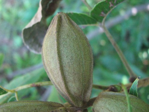 Pecan (Carya illinoinensis)