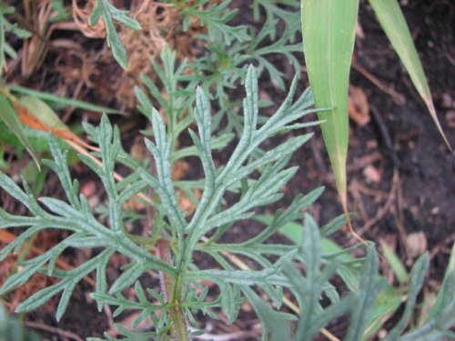 Dakota Verbena (Glandularia bipinnatifida)