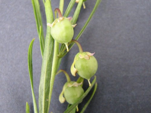 Nodding Green Violet (Hybanthus verticillatus)