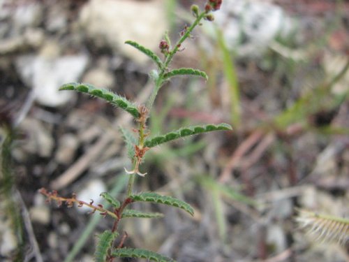 Catnip Noseburn (Tragia ramosa)