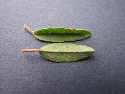 Rough False Mallow (Malvastrum hispidum)