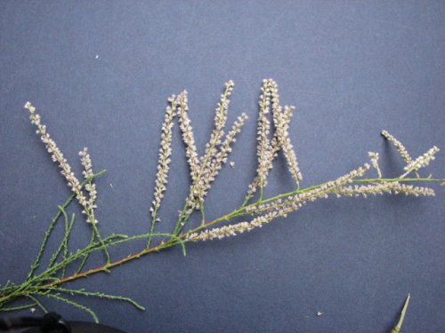 Salt Cedar (Tamarix ramosissima)