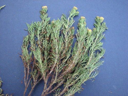 Fetid Prairie Marigold (Dyssodia papposa)