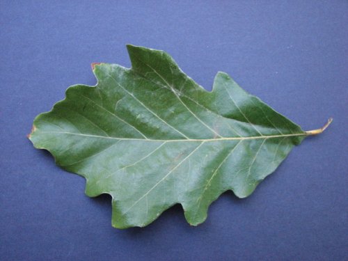 Swamp White Oak (Quercus bicolor)