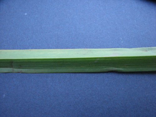 Giant Bur Reed (Sparganium eurycarpum)