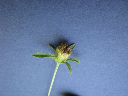 Devil's Beggarticks (Bidens frondosa)