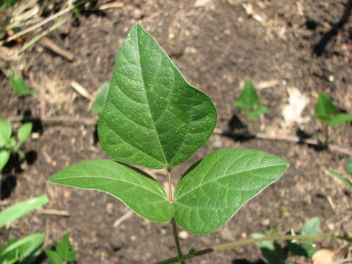 Slick Side Wild Bean (Strophostyles leiosperma)