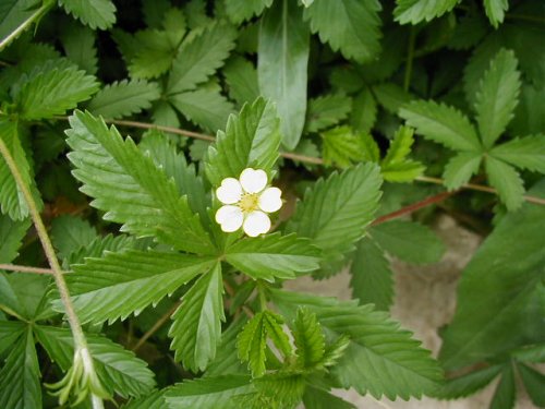 Common Cinquefoil (Potentilla simplex)