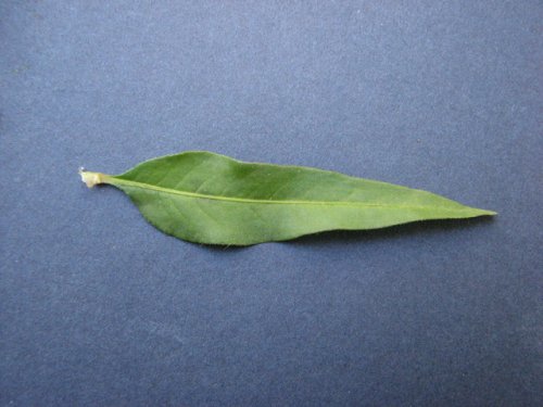 Pink Smart Weed (Persicaria bicornis)