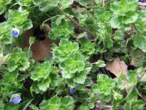 Winter Speedwell (Veronica persica)