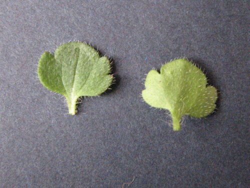 Ivyleaf Speedwell (Veronica hederifolia)